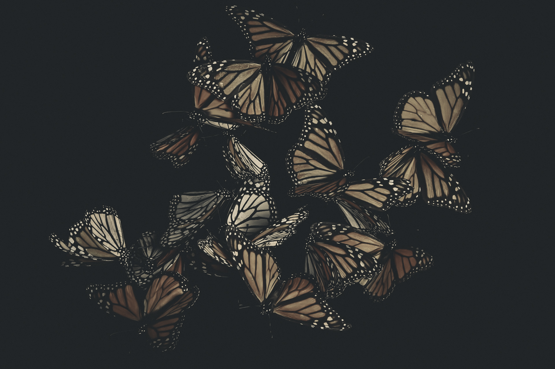 Papillons – univers Skin Artists